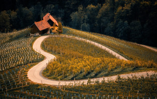 https://pixabay.com/photos/vineyard-agriculture-farm-autumn-8345243/